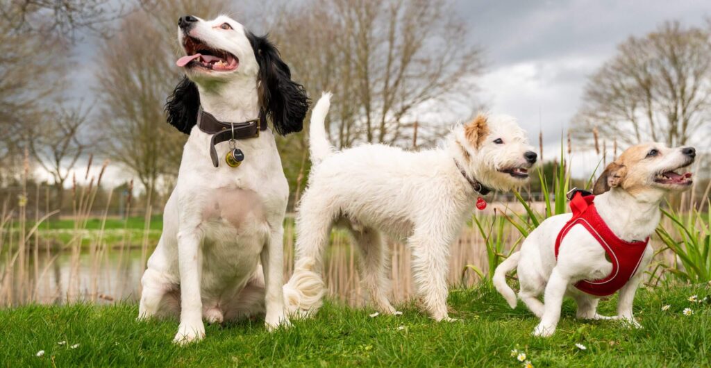 Dogs at bicester hotel